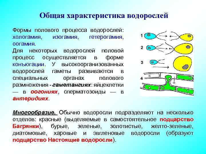 Изогамия. Хологамия у водорослей. Хологамия, изогамия, гетерогамия. Хологамия изогамия гетерогамия оогамия конъюгация. Типы полового процесса у водорослей.