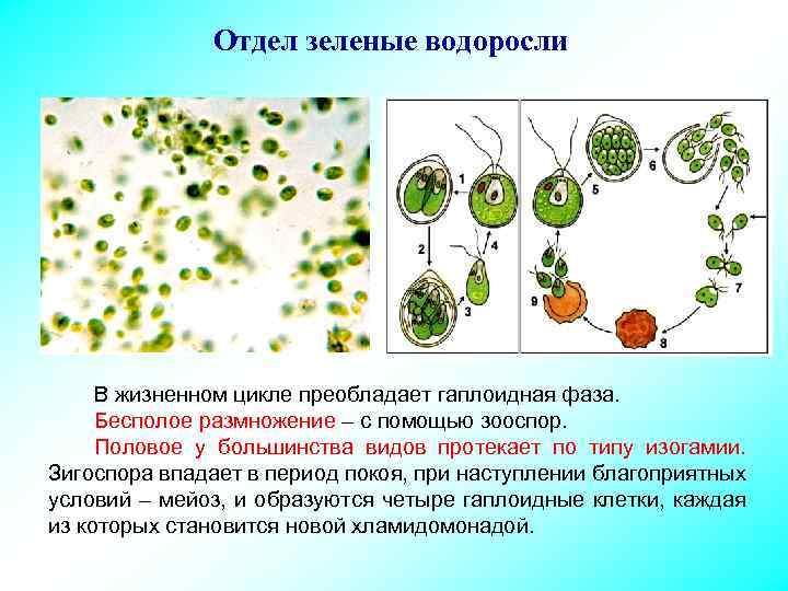 Отдел зеленые водоросли В жизненном цикле преобладает гаплоидная фаза. Бесполое размножение – с помощью