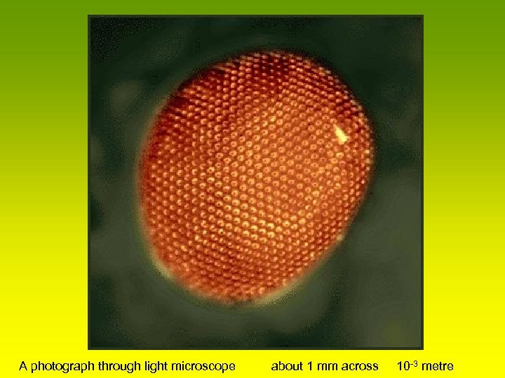A photograph through light microscope about 1 mm across 10 -3 metre 