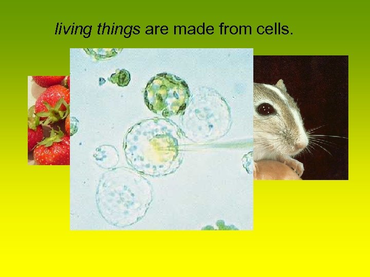 living things are made from cells. 