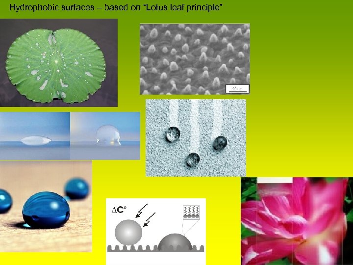 Hydrophobic surfaces – based on “Lotus leaf principle” 