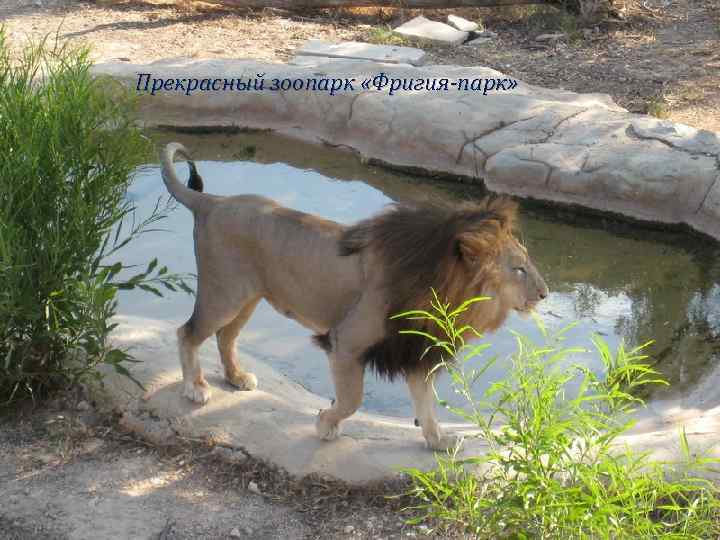 Прекрасный зоопарк «Фригия-парк» 