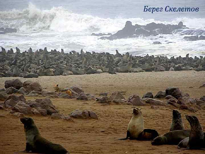 Берег Скелетов 