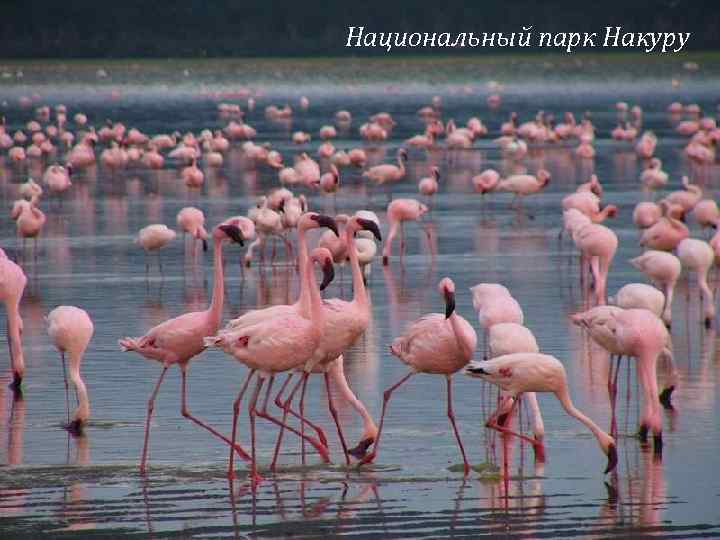 Национальный парк Накуру 