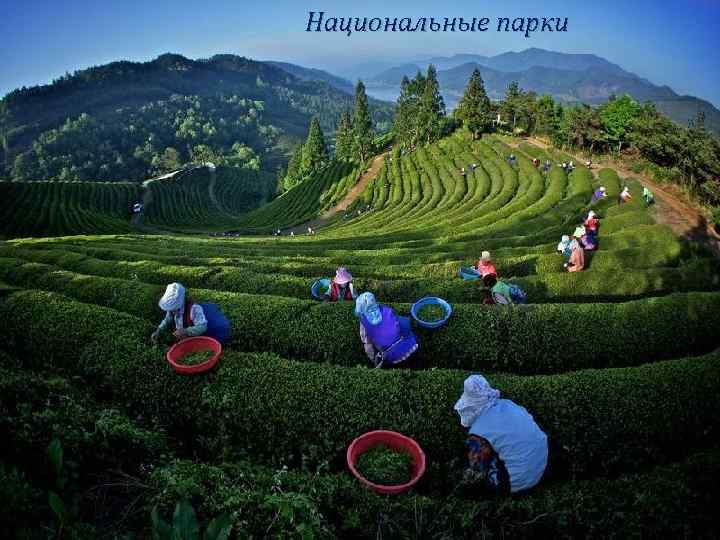 Национальные парки 