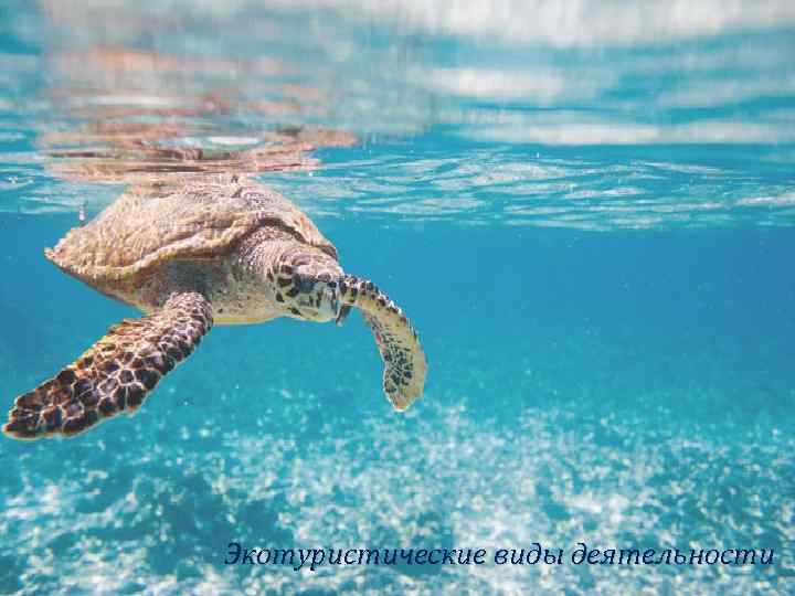 Экотуристические виды деятельности 