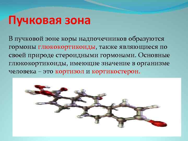 Гормоны пучковой зоны надпочечников. Пучковая зона гормоны. Пучковая зона надпочечников гормоны. Кортизол пучковая зона. Механизм гормонов пучковой зоны.