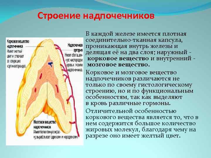 Схема строения надпочечника