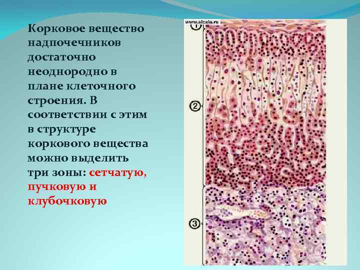 Корковое вещество надпочечников достаточно неоднородно в плане клеточного строения. В соответствии с этим в