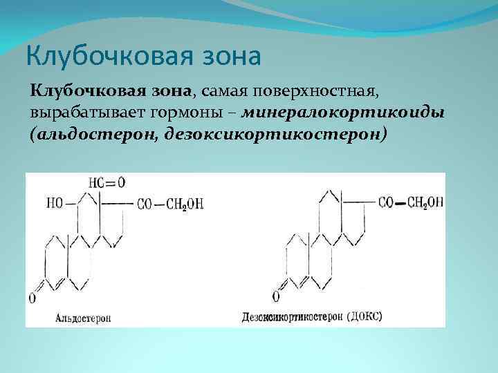 Клубочковая зона, самая поверхностная, вырабатывает гормоны – минералокортикоиды (альдостерон, дезоксикортикостерон) 