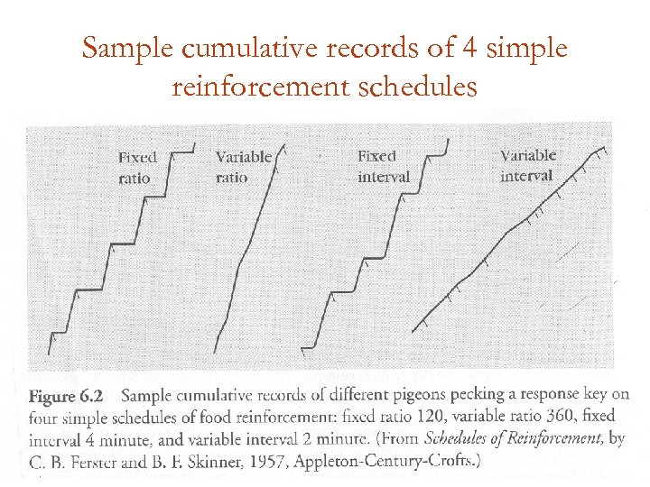 Sample cumulative records of 4 simple reinforcement schedules 