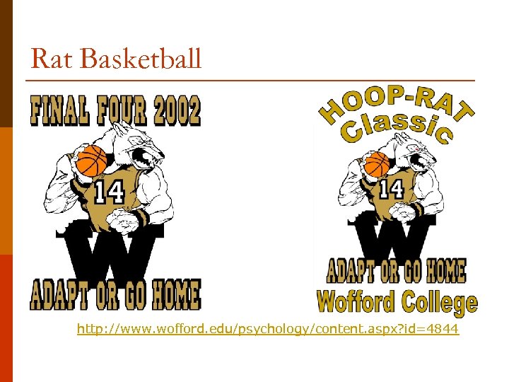 Rat Basketball http: //www. wofford. edu/psychology/content. aspx? id=4844 