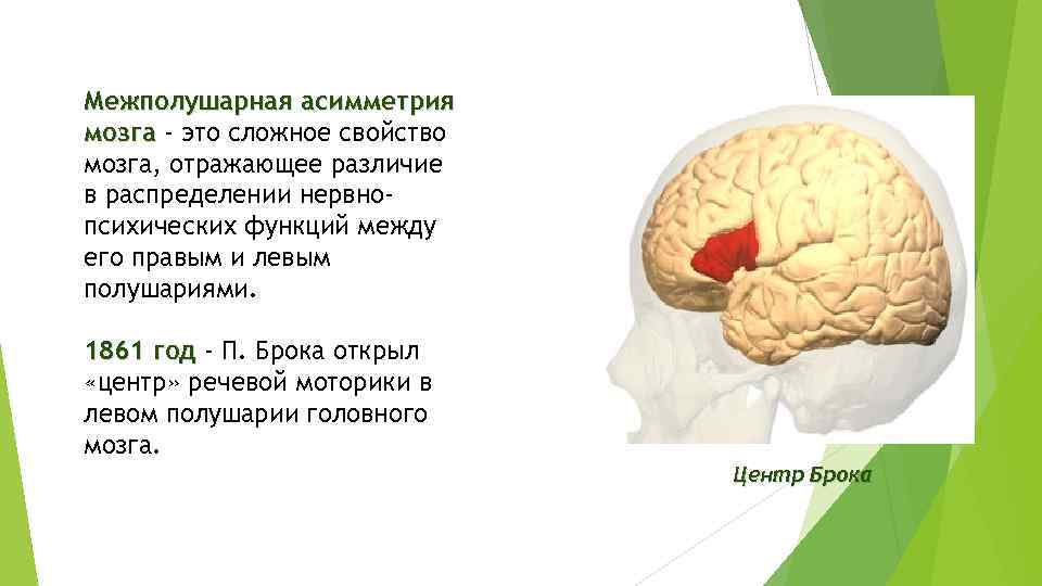 Межполушарная асимметрия мозга - это сложное свойство мозга, отражающее различие в распределении нервнопсихических функций