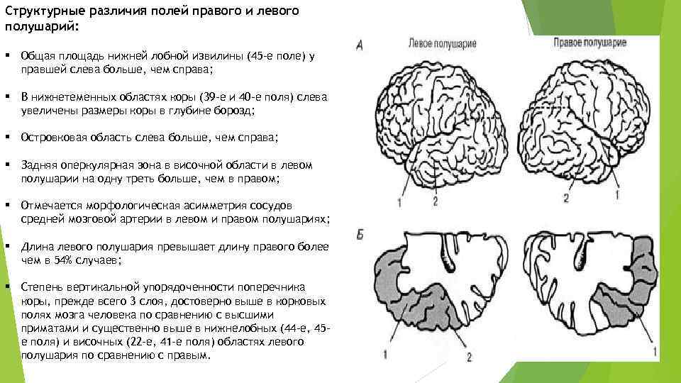 Cтруктурные различия полей правого и левого полушарий: § Общая площадь нижней лобной извилины (45