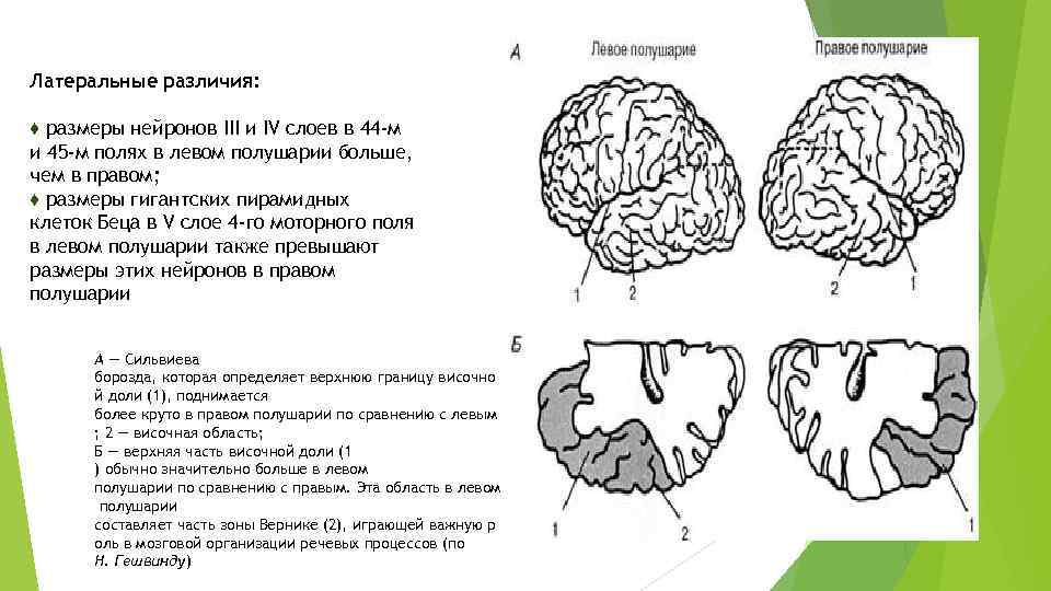 Латеральные различия: ♦ размеры нейронов III и IV слоев в 44 -м и 45