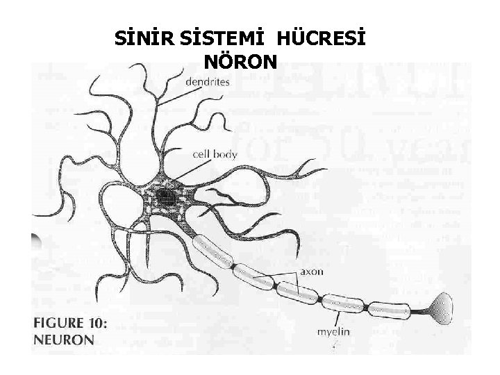 SİNİR SİSTEMİ HÜCRESİ NÖRON 