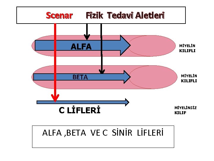 Scenar Fizik Tedavi Aletleri MİYELİN ALFA KILIFLI BETA C LİFLERİ ALFA , BETA VE