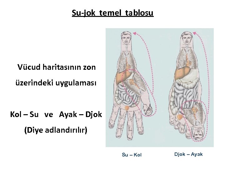 Su-jok temel tablosu Vücud haritasının zon üzerindeki uygulaması Kol – Su ve Ayak –