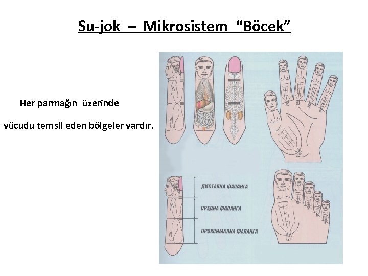 Su-jok – Mikrosistem “Böcek” Her parmağın üzerinde vücudu temsil eden bölgeler vardır. 