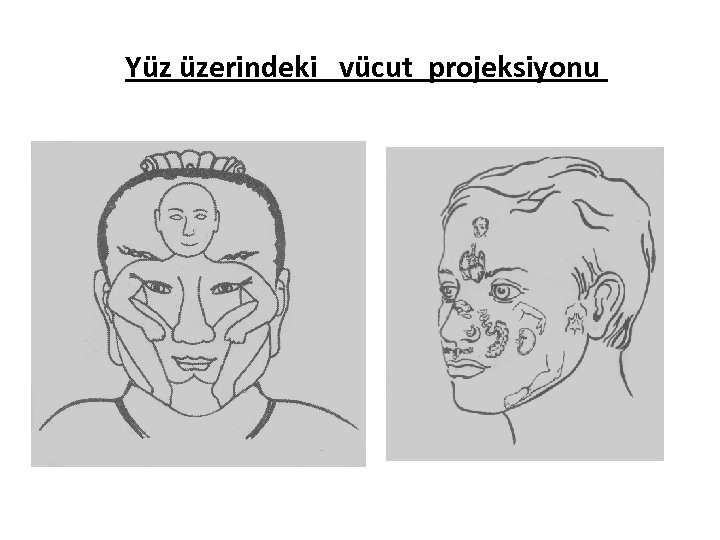 Yüz üzerindeki vücut projeksiyonu 