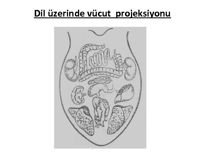 Dil üzerinde vücut projeksiyonu 