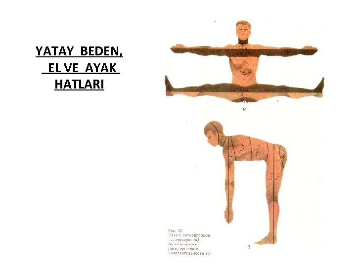 YATAY BEDEN, EL VE AYAK HATLARI 