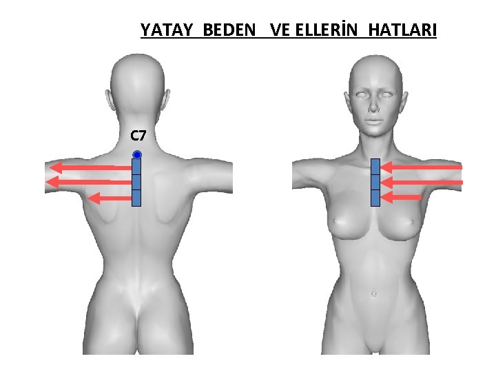 YATAY BEDEN VE ELLERİN HATLARI C 7 