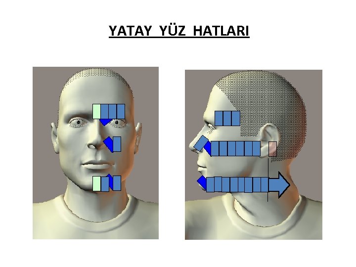 YATAY YÜZ HATLARI 