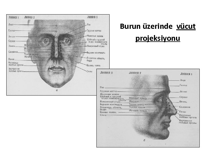 Burun üzerinde vücut projeksiyonu 