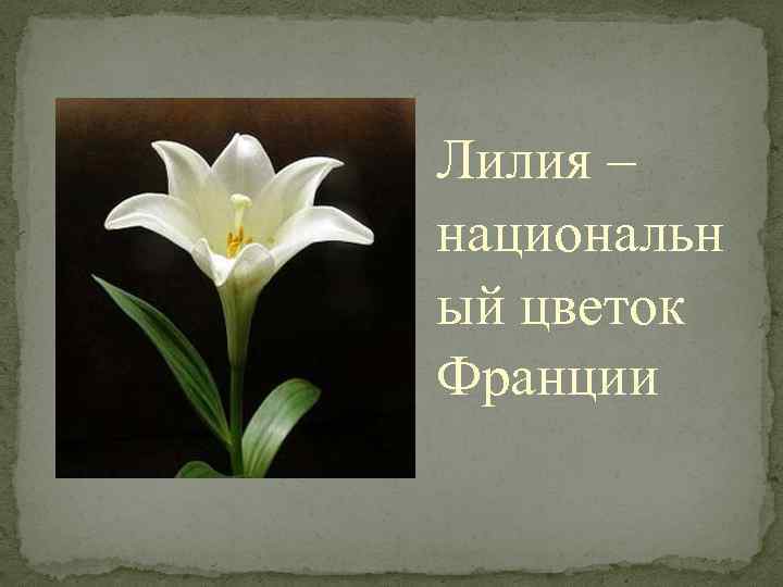 Лилия – национальн ый цветок Франции 
