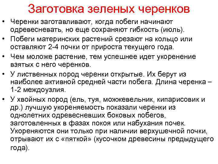 Заготовка зеленых черенков • Черенки заготавливают, когда побеги начинают одревесневать, но еще сохраняют гибкость