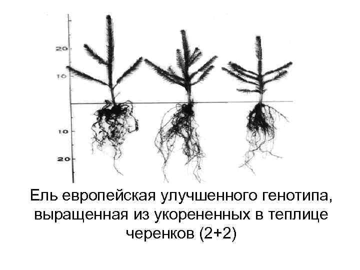 Ель европейская улучшенного генотипа, выращенная из укорененных в теплице черенков (2+2) 