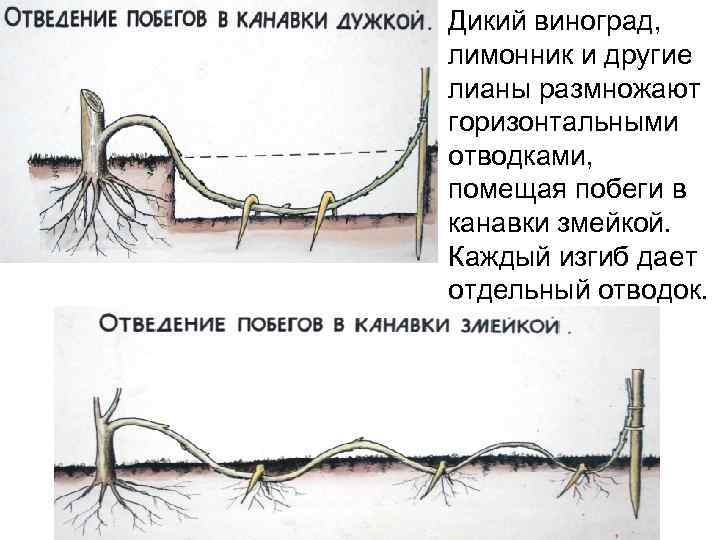  • Дикий виноград, лимонник и другие лианы размножают горизонтальными отводками, помещая побеги в