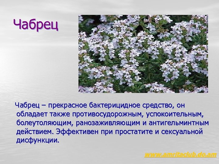 Чабрец – прекрасное бактерицидное средство, он обладает также противосудорожным, успокоительным, болеутоляющим, ранозаживляющим и антигельминтным