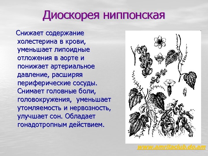 Диоскорея ниппонская Снижает содержание холестерина в крови, уменьшает липоидные отложения в аорте и понижает