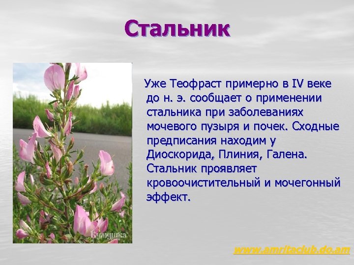 Стальник Уже Теофраст примерно в IV веке до н. э. сообщает о применении стальника