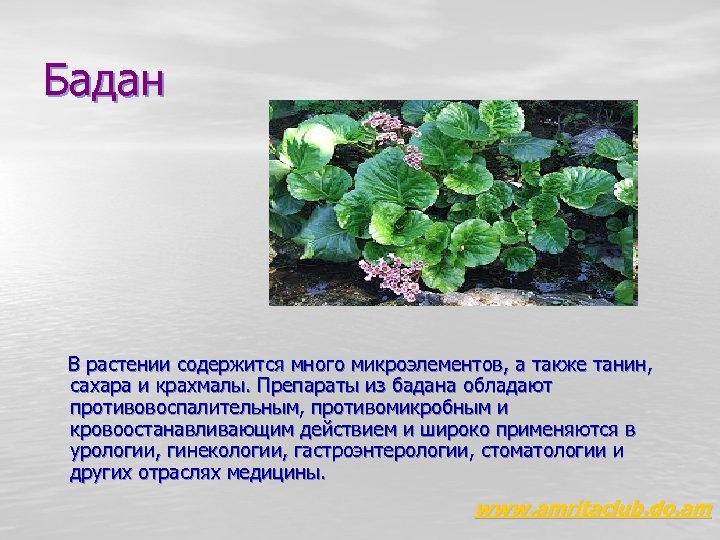 Бадан растение фото и описание польза. Бадан растение описание. Бадан лекарственные средства. Бадан толстолистный применение в медицине.