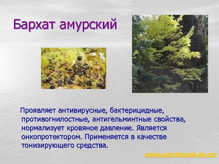 Бархат амурский Проявляет антивирусные, бактерицидные, противогнилостные, антигельминтные свойства, нормализует кровяное давление. Является онкопротектором. Применяется