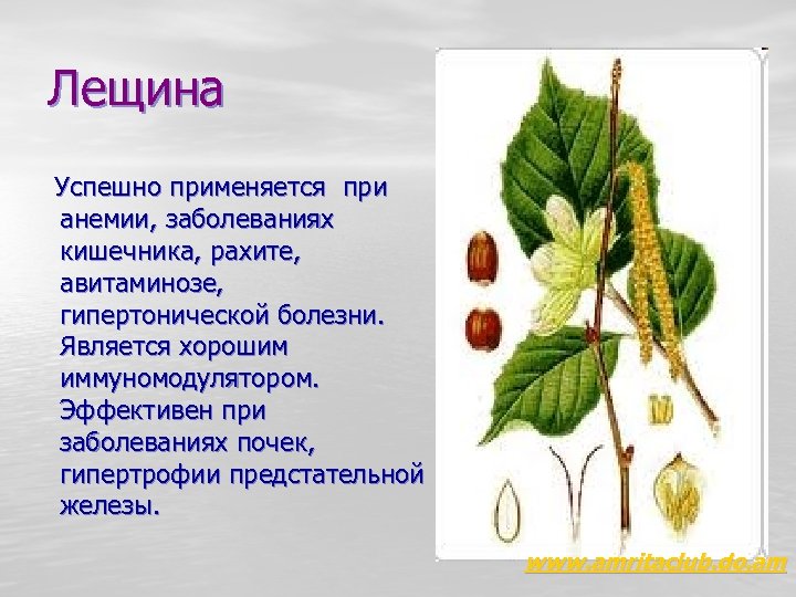 Лещина Успешно применяется при анемии, заболеваниях кишечника, рахите, авитаминозе, гипертонической болезни. Является хорошим иммуномодулятором.