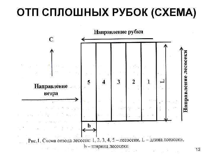 ОТП СПЛОШНЫХ РУБОК (СХЕМА) 13 