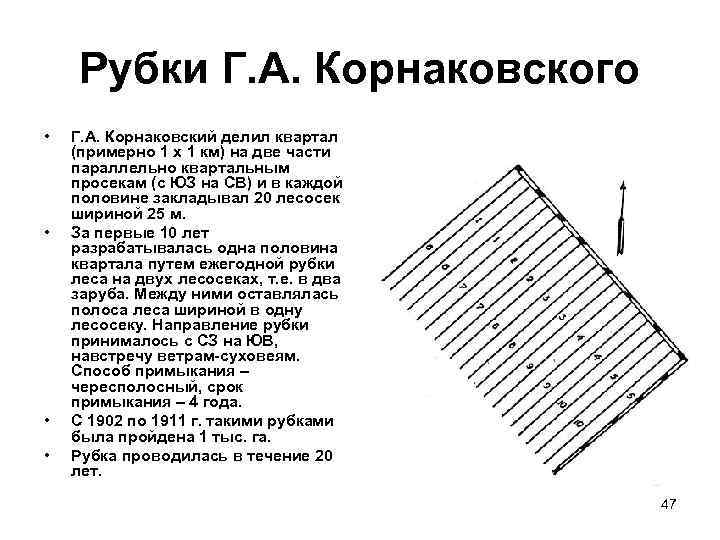 Рубки Г. А. Корнаковского • • Г. А. Корнаковский делил квартал (примерно 1 х