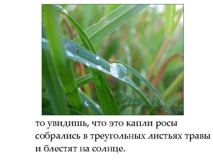 то увидишь, что это капли росы собрались в треугольных листьях травы и блестят на
