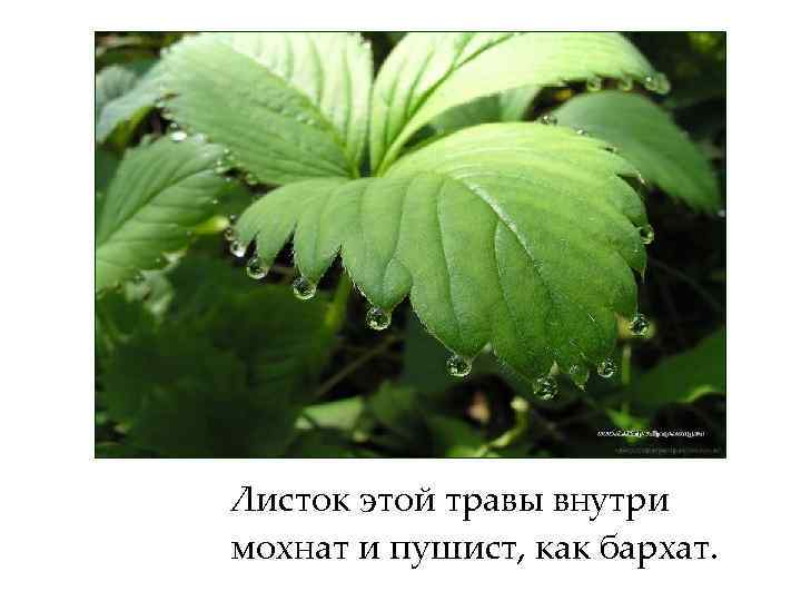 Листок этой травы внутри мохнат и пушист, как бархат. 