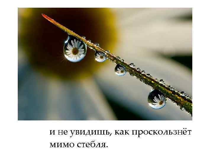 и не увидишь, как проскользнёт мимо стебля. 