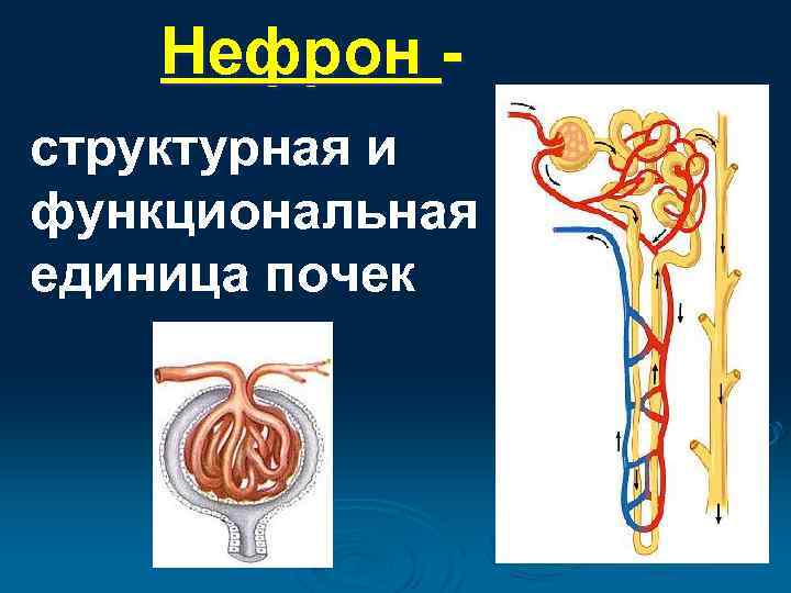 Нефрон структурная и функциональная единица почек 