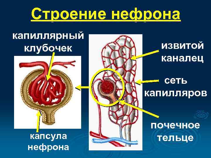 Какая кровь в капиллярном клубочке нефрона