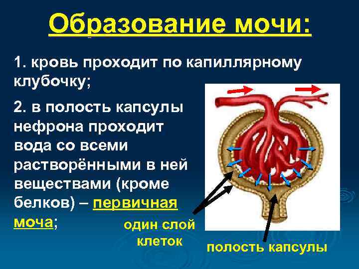 Образование мочи: 1. кровь проходит по капиллярному клубочку; 2. в полость капсулы нефрона проходит