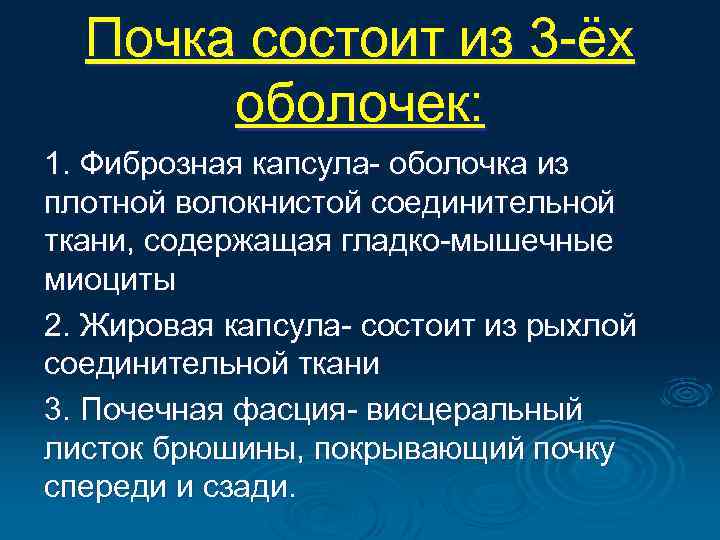 Почка состоит из 3 -ёх оболочек: 1. Фиброзная капсула- оболочка из плотной волокнистой соединительной