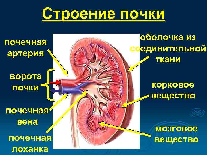 Почечная вена