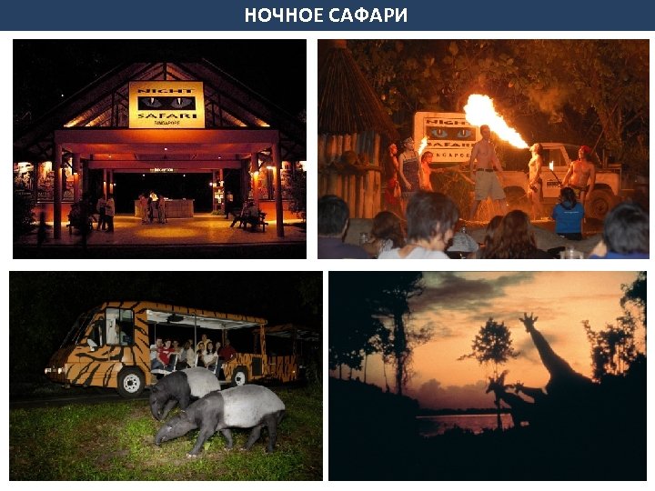 НОЧНОЕ САФАРИ 